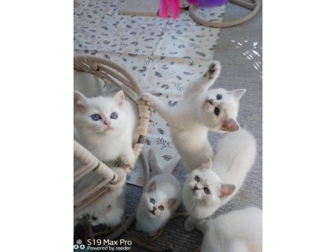British longhair lynx point yavrular