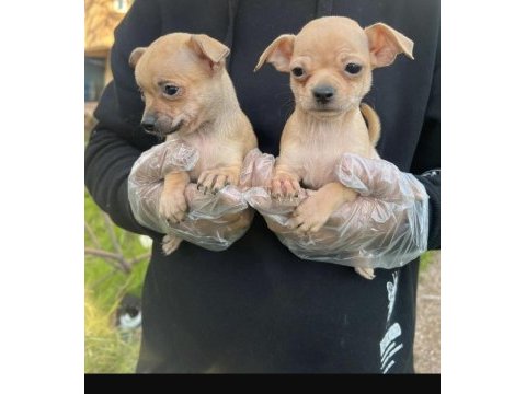 Chihuahua mini severlere