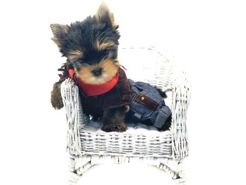 Teacup yorkshire terrier bebeklerimiz