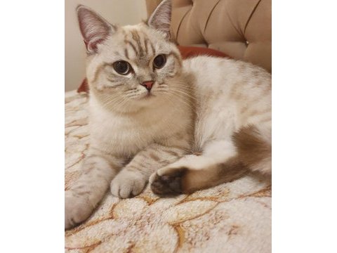 British shorthair kızım
