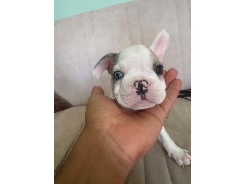 Mükemmel french bulldog yavrular hazır