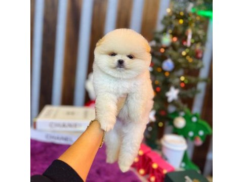 Saf kan pomeranian boo yavrularımız