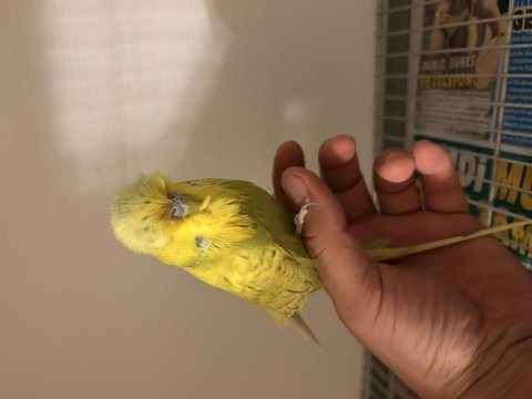 Erkek show jumbo dişi şov takım muhabbet kuşu