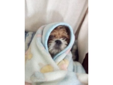 Sevimli bir dost shih tzu