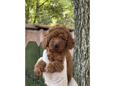 Nadir güzellikte poodle yavrular