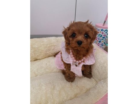 Kore maltipo poodle ayarında