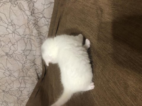Scottish fold yavrularımız sahiplendirilecektir