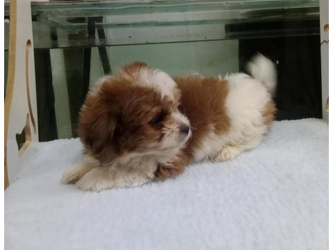 Morkie köpeğimiz