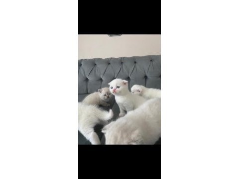 Scottish fold erkek kardeşler