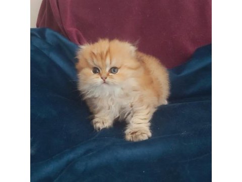 British longhair golden dişi