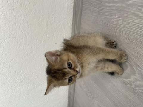 British shorthair black golden