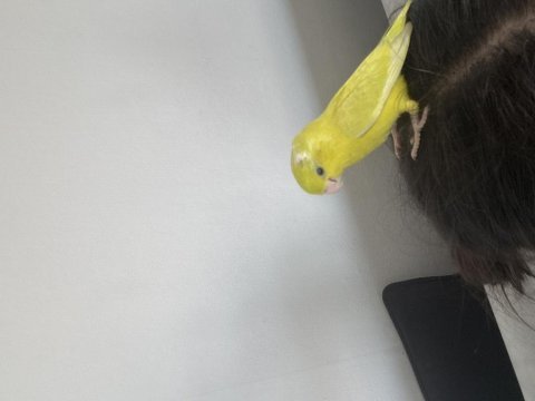 Bir çift sarı forpus