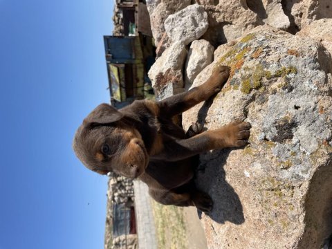 Doberman yavrular