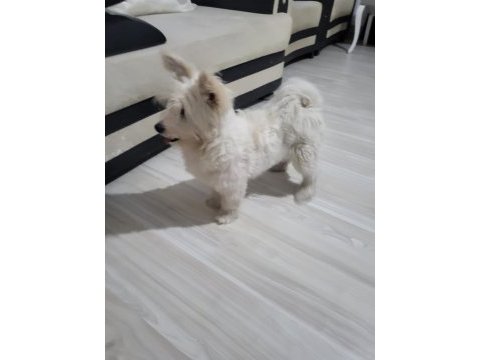 En güzel morkie