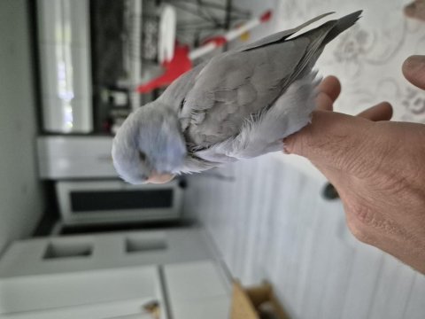 1.5 yaşında dişi kedimi mecburiyetten vermek istiyorum