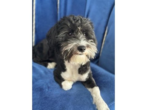 Ücretsiz sahiplenme morkie 1,5 yaşında