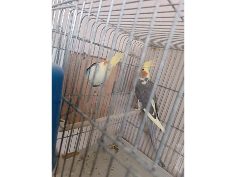 Yumurtalı sultan papağanı
