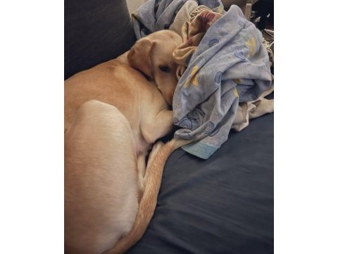 4 yaşında dişi labrador köpeği