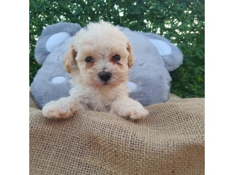 F1 süper kalite maltipoo dişi