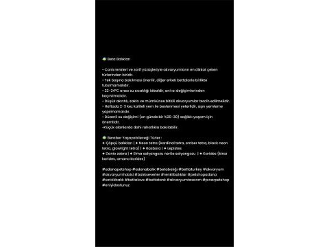 Rengarenk grand betta balıkları adana
