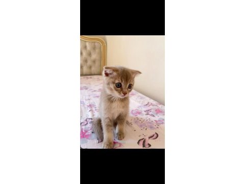 Dişi ve erkek scottish fold yavrumuz