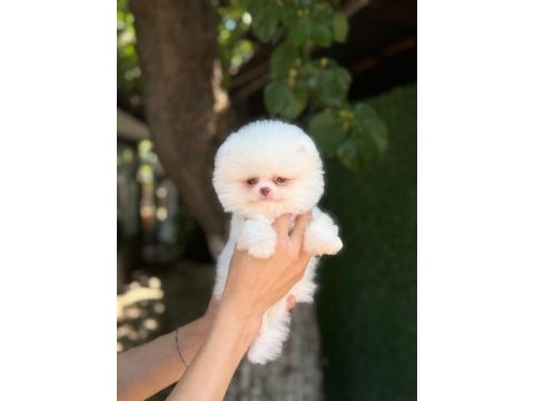 Pomeranian boo köpeği
