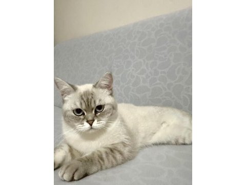 1 yaşında kısır dişi exotic shorthair