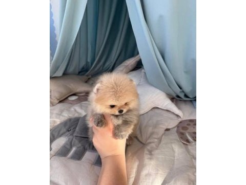Pomeranian bebekler hazır