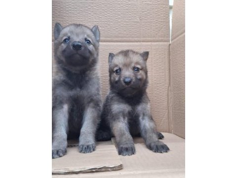 Anne baba secereli erkek ve dişi wolfdog yavrularım