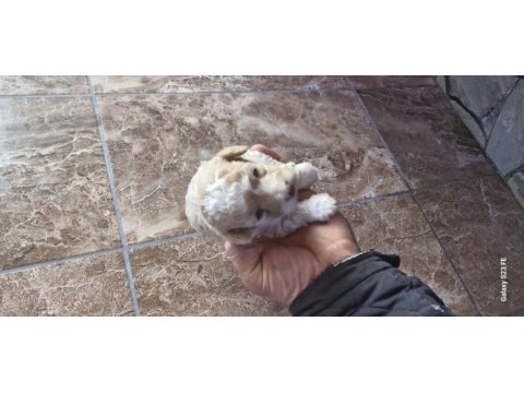 Toy poodle 2 aylık