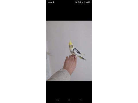 Sultan papağanımız full evcil