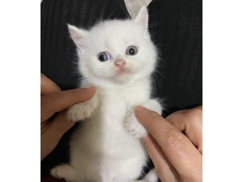 2-3 aylık yavru kediler british longhair ve shorthair