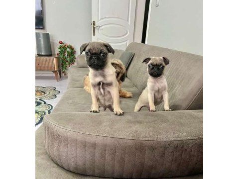 Pug mops dişi erkek mevcut 2 aylik her ile gönderim