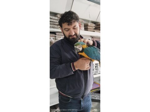 4 aylık el besleme bebek macaw isteyenler kaçırmayın
