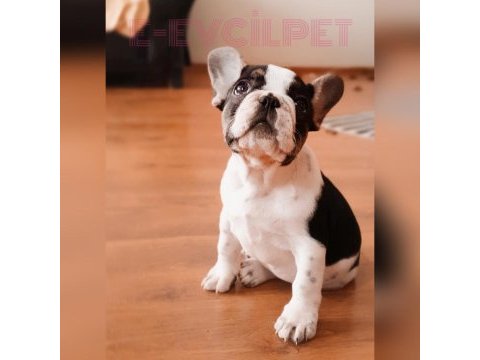 Şcrli anne ve babanın efsane kalite french bulldog yavruları