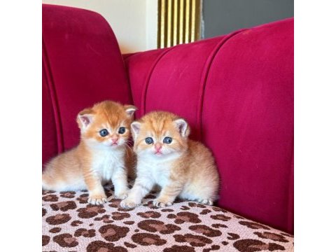 Safkan british shorthair golden bebekler