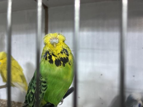 Sezona hazır damızlık show jumbo kuşlar