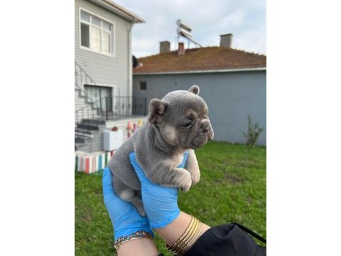 Egzotik renk fransız bulldog yavrular