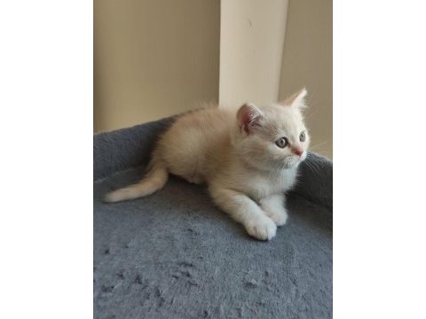 Yavru cins british shorthair uygun puanlı