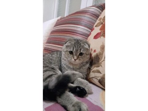Scottish fold kızımız