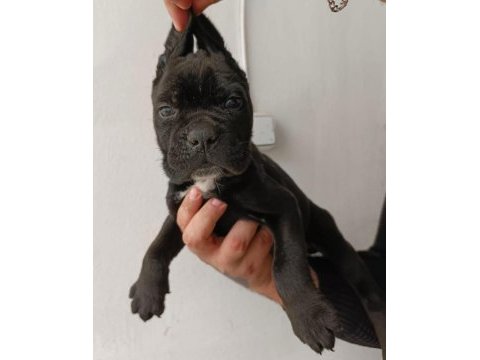 İri kafa cane corso köpekler