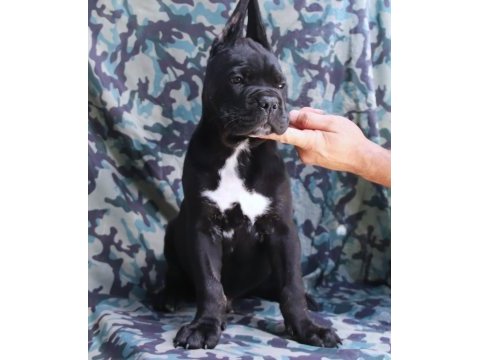 Fcı-kıf secereli safkan cane corso yavrular