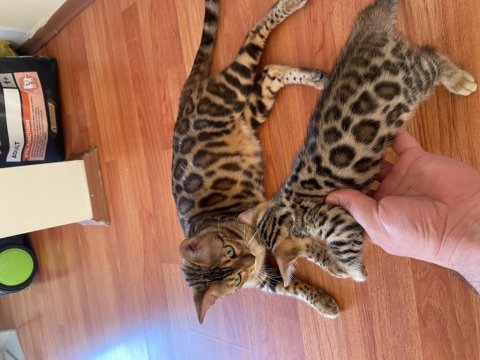 Safkan bengal