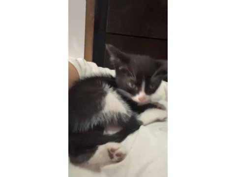 Tekir kedimize acil yuva aranıyor