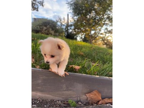 Tilki surat pomeranian