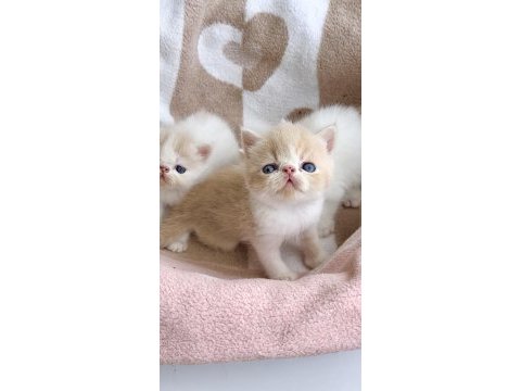 Safkan şecereli exotic shorthair yavru