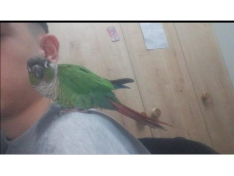 Ele alışık konur papağanı