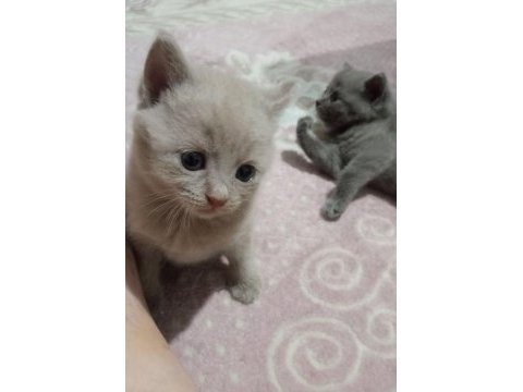 Renk renk british shorthair erkek ve dişi yavrular (uygun)