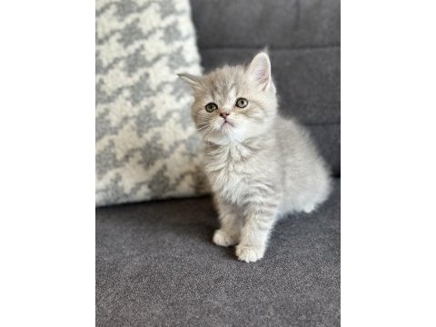 Kehribar göz blue tabby british yavrularımız hazır