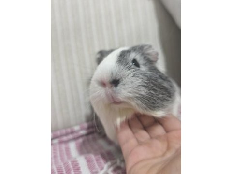 Ginepig 6 aylık